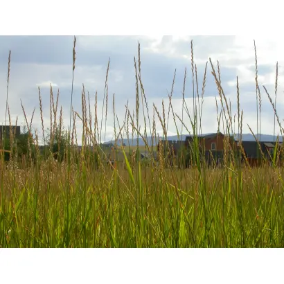 СОЛОНЧАКОВЫЙ