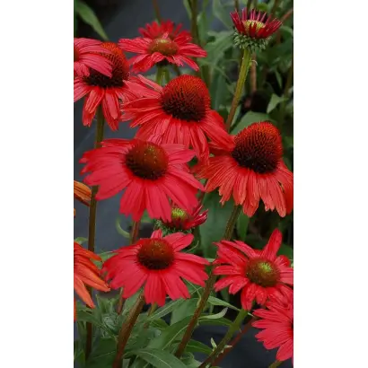 КРАСНАЯ ШЛЯПА