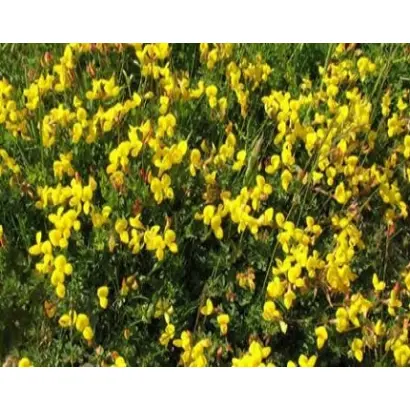 СМОЛЕНСКИЙ 1