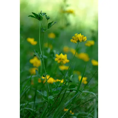 ЧЕПРАСОВСКИЙ