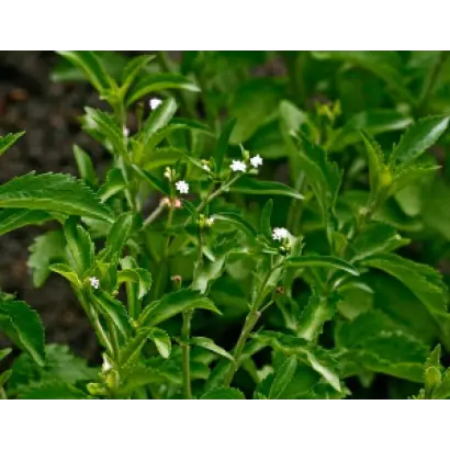 ПРИМОРСКАЯ СЛАСТЕНА