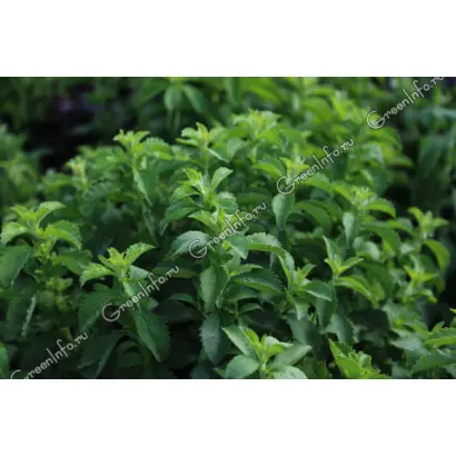 СТАВРОПОЛЬСКАЯ СЛАСТЕНА