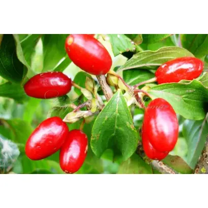 САМОХВАЛОВСКИЙ