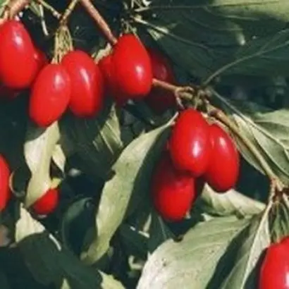 ПРИКУБАНСКИЙ