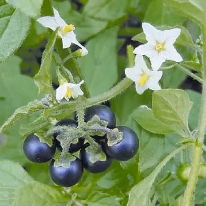 ЧЕРНЫЙ ЖЕМЧУГ РОССИИ