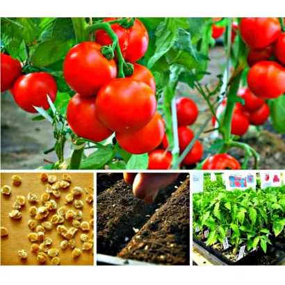 СПУТНИК СТЕПАНОВА