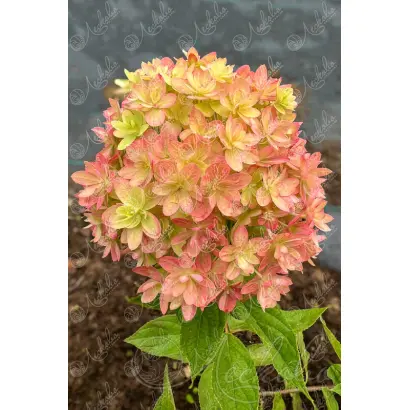 МЕЧТА ЛЕСКОВО