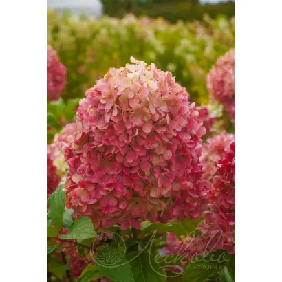 КРАСА ЛЕСКОВО