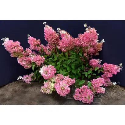 ЗАРЯ ЛЕСКОВО