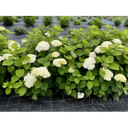 ТУМАНЫ ЛЕСКОВО