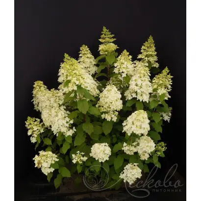 СТРЕЛА АМУРА