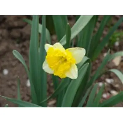 РОЙЯЛ ОРИНДЖ