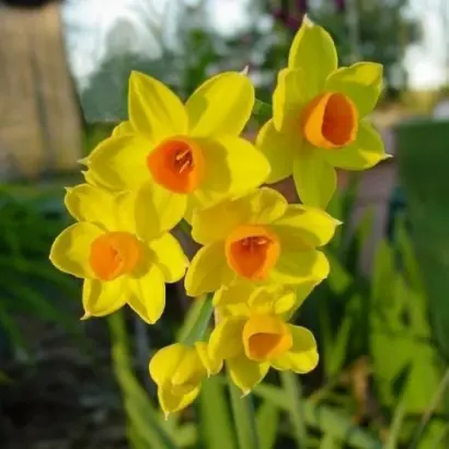 ГЛОРИ ОФ ЛИСС