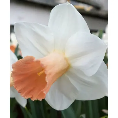 ПИНК СЕЛЕКТ