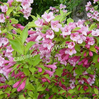 ЯБЛОНЕВЫЙ ЦВЕТ