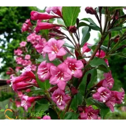 МАЛИНОВЫЙ ЗВОН