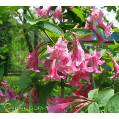 КОЛОКОЛЬЧИКИ МОИ