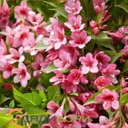 ТАИНСТВЕННАЯ