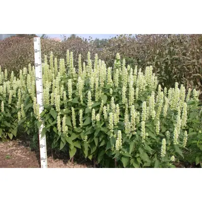 ПАМЯТЬ КАПЕЛЕВА