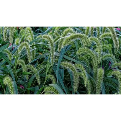 АЛТАЙСКИЙ 23