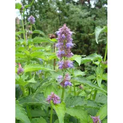 МАРФИНСКИЙ