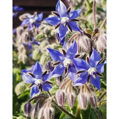 АПРЕЛЬСКИЙ