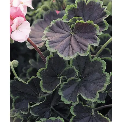 ЧЕРНЫЙ БАРХАТ