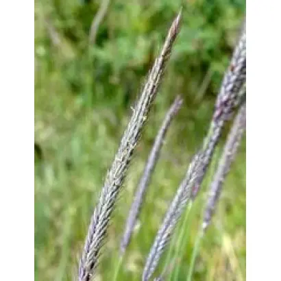 КОРОТКООСТЫЙ