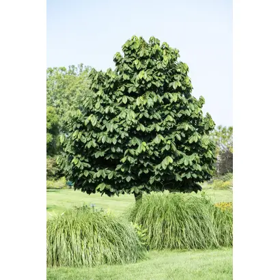 НОВОКАХОВЧАНКА