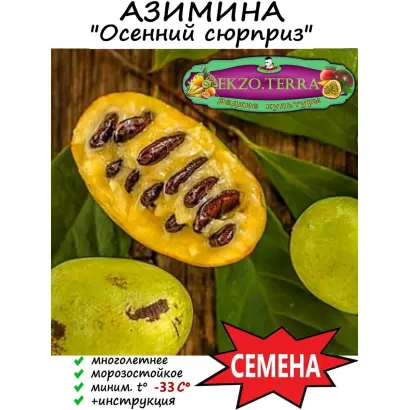 ОСЕННИЙ СЮРПРИЗ