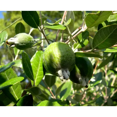 ТАВРИЧЕСКАЯ