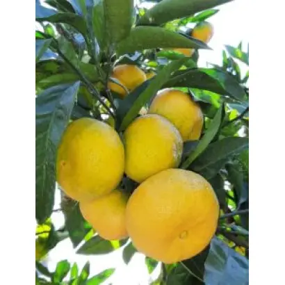 МИЛЛЕНИУМ 1