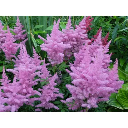 ГЛОРИЯ ПУРПУРЕЯ