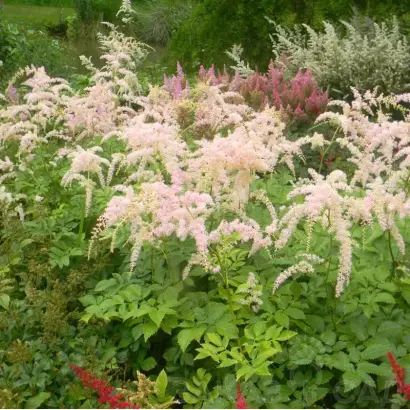 БЕТСИ КУПЕРУС