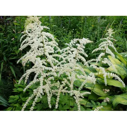 ПРОФЕССОР ВАН ДЕР ВИЛЕН