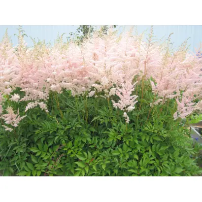 БРУНХИЛЬДЕ