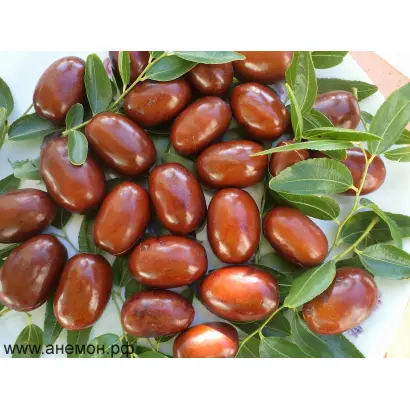 ПЛОДИВСКИЙ