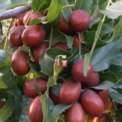 ЦУКЕРКОВЫЙ