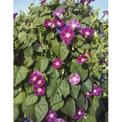 ВИШНЕВАЯ ШАЛЬ