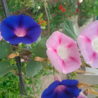 РАЙСКАЯ БЕСЕДКА РОЗОВАЯ