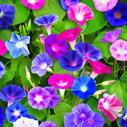 РАЙСКАЯ БЕСЕДКА ГОЛУБАЯ