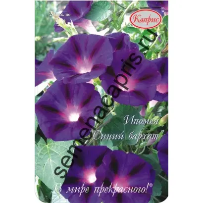 СИНИЙ БАРХАТ