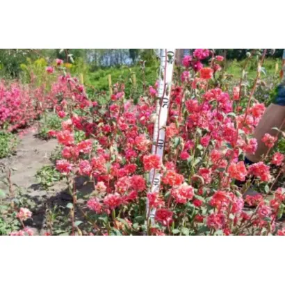 ЛИЛОВАЯ ФЕЯ