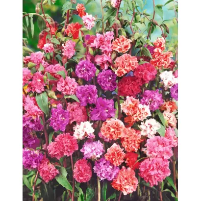 МАЛИНОВАЯ ЧАША