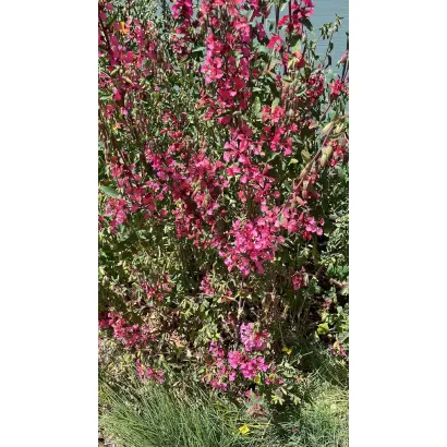 СВАДЕБНЫЙ БУКЕТ