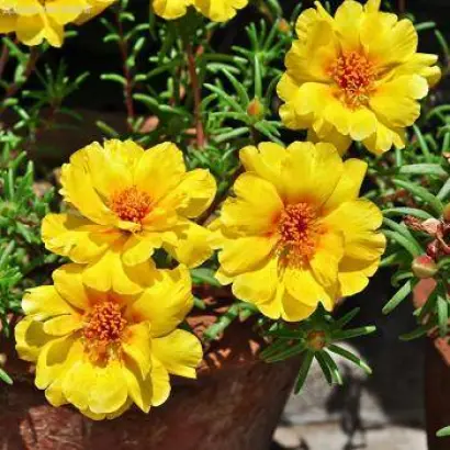 СОЛНЕЧНЫЙ БЛИК