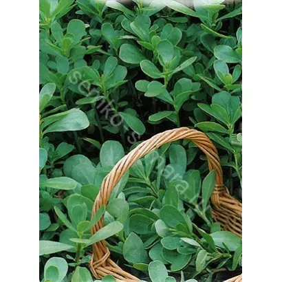 КУЗЬМИНСКИЙ СЕМКО