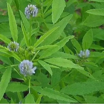 ИЗУМИТЕЛЬНЫЙ АРОМАТ