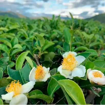 АДЫГЕЙСКИЙ