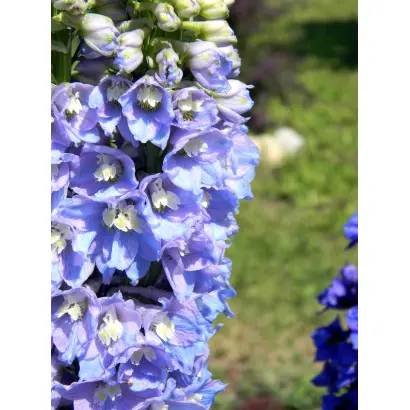 СИРЕНЕВАЯ СПИРАЛЬ